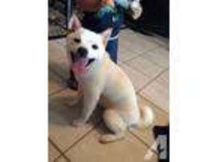 Shiba Inu Puppy for sale in OAKLAND, FL, USA
