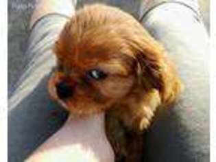 Cavalier King Charles Spaniel Puppy for sale in Christmas, FL, USA