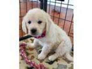 Mutt Puppy for sale in Draper, UT, USA