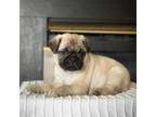 Pug Puppy for sale in Charlotte, NC, USA