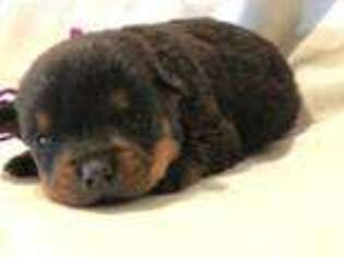 Rottweiler Puppy for sale in Mason, TN, USA