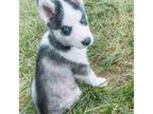 Siberian Husky Puppy for sale in Lawrenceburg, KY, USA