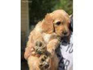 Goldendoodle Puppy for sale in Enterprise, AL, USA