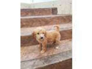 Goldendoodle Puppy for sale in Grabill, IN, USA