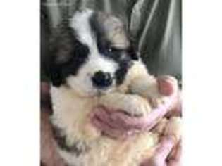 Saint Bernard Puppy for sale in Linesville, PA, USA