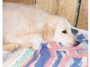 Labrador Retriever Puppy for sale in JAMESTOWN, NY, USA