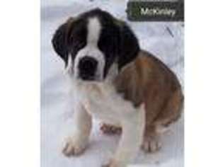Saint Bernard Puppy for sale in Delta Junction, AK, USA
