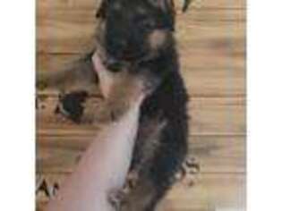 German Shepherd Dog Puppy for sale in New Boston, MI, USA