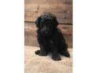 Goldendoodle Puppy for sale in Deary, ID, USA
