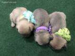 French Bulldog Puppy for sale in Scarborough, ME, USA