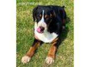 Greater Swiss Mountain Dog Puppy for sale in Forest, OH, USA