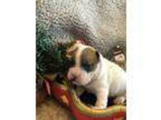 French Bulldog Puppy for sale in Buckner, AR, USA