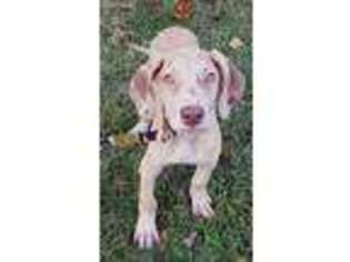 Great Dane Puppy for sale in Camdenton, MO, USA