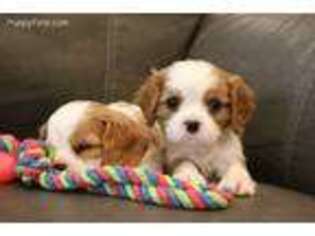 Cavalier King Charles Spaniel Puppy for sale in Kite, GA, USA