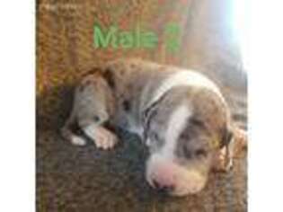 Great Dane Puppy for sale in Fort Wayne, IN, USA