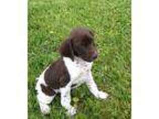 German Shorthaired Pointer Puppy for sale in Sunbury, PA, USA