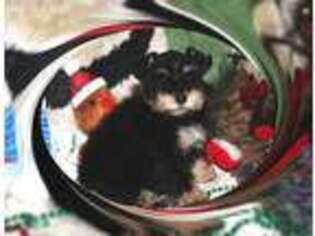 Mutt Puppy for sale in Le Grand, CA, USA