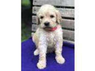 Goldendoodle Puppy for sale in Gloster, MS, USA
