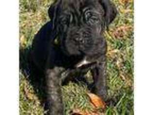 Neapolitan Mastiff Puppy for sale in Walnut Cove, NC, USA