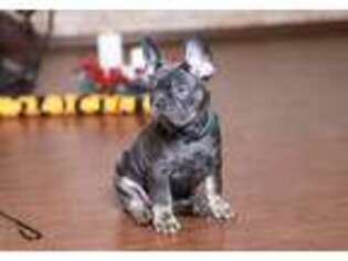 French Bulldog Puppy for sale in Greenport, NY, USA
