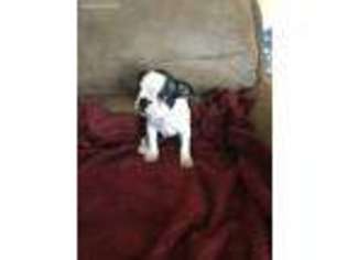 Boston Terrier Puppy for sale in Crouse, NC, USA