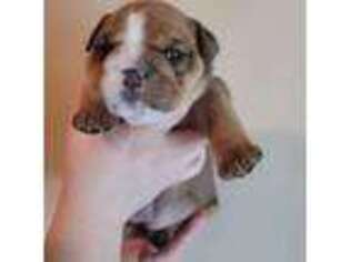 Bulldog Puppy for sale in Dumas, TX, USA