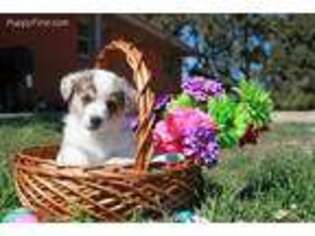 Pembroke Welsh Corgi Puppy for sale in San Angelo, TX, USA
