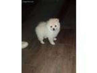 Pomeranian Puppy for sale in Remlap, AL, USA