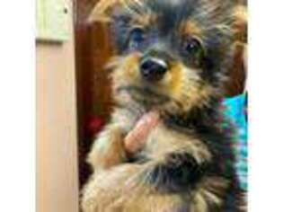 Silky Terrier Puppy for sale in Mililani, HI, USA