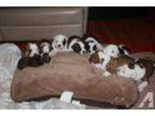Boxer Puppy for sale in MONTGOMERY, NY, USA