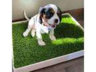 Cavalier King Charles Spaniel Puppy for sale in Santa Rosa, CA, USA
