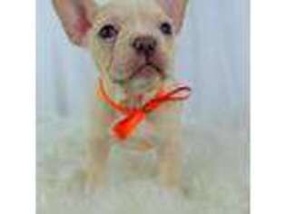 French Bulldog Puppy for sale in Lake Jackson, TX, USA