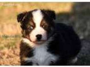 Pembroke Welsh Corgi Puppy for sale in Holden, MO, USA