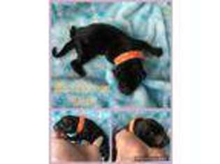 Doberman Pinscher Puppy for sale in Cleveland, TX, USA