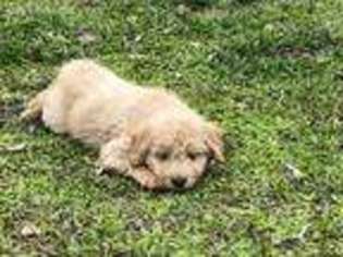 Labradoodle Puppy for sale in Chiefland, FL, USA