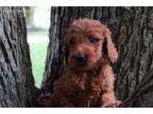 Irish Setter Puppy for sale in Ashley, OH, USA