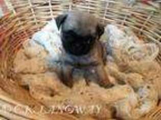 Pug Puppy for sale in Madison, WI, USA