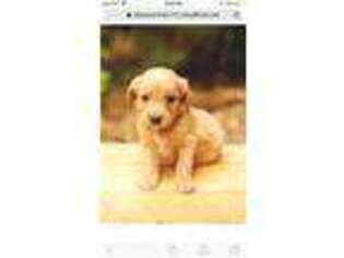Goldendoodle Puppy for sale in Lindale, TX, USA