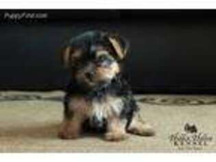 Yorkshire Terrier Puppy for sale in Mount Crawford, VA, USA