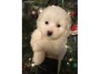 American Eskimo Dog Puppy for sale in Loogootee, IN, USA