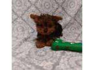 Yorkshire Terrier Puppy for sale in Kit Carson, CO, USA