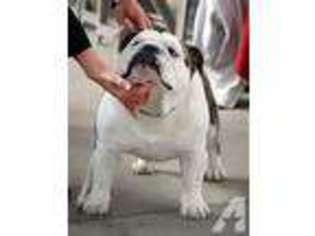 Bulldog Puppy for sale in EVANSVILLE, IN, USA
