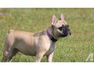 French Bulldog Puppy for sale in CLARKSON, KY, USA