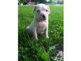 American Bulldog Puppy for sale in IRWIN, PA, USA