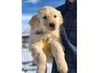 Golden Retriever Puppy for sale in Morgan, UT, USA