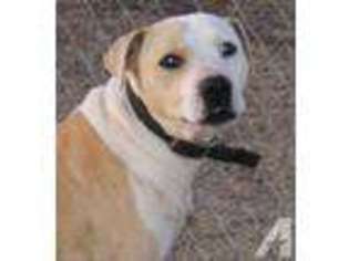 Bull Terrier Puppy for sale in SPENCER, OK, USA
