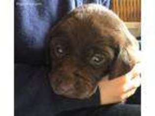 Labrador Retriever Puppy for sale in Anacortes, WA, USA
