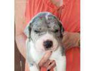 Great Dane Puppy for sale in Harrison, TN, USA