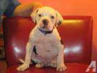 American Bulldog Puppy for sale in DINGMANS FERRY, PA, USA