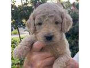 Goldendoodle Puppy for sale in Tulare, CA, USA